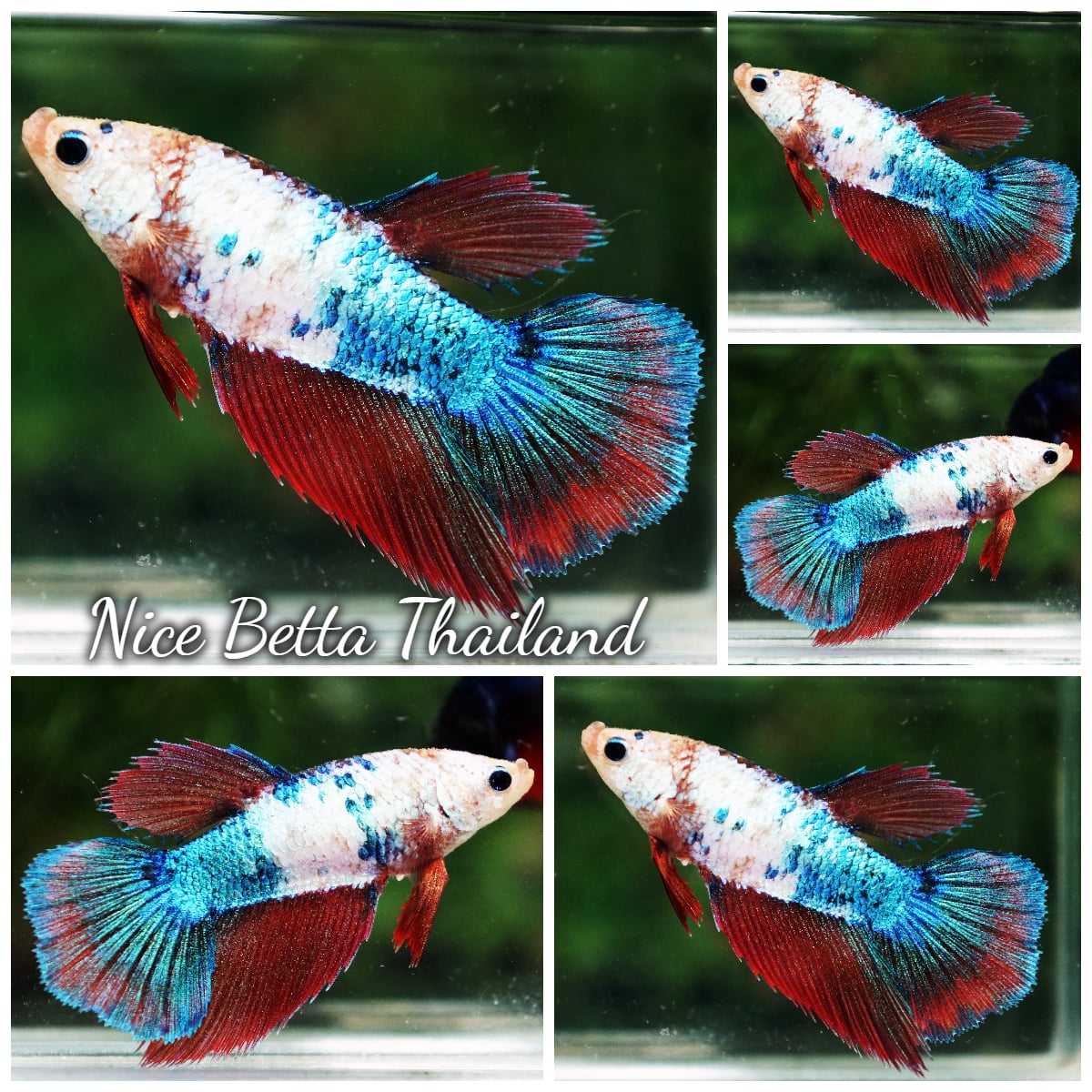 Betta Fish Female Azure Crystal Embe Multicolors HM