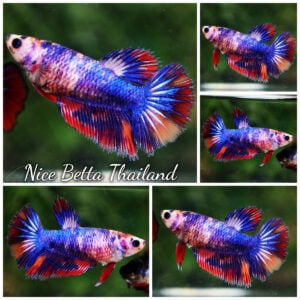 Betta Fish Female Rainbow Multicolor Candy Nemo HM