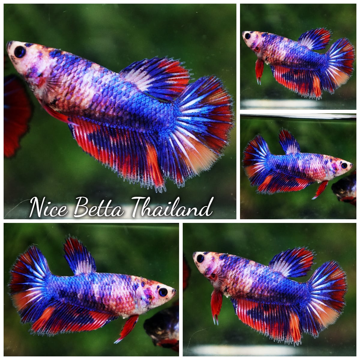 Betta Fish Female Rainbow Multicolor Candy Nemo HM