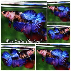 Betta Fish Female Blue Black Avatar Koi HM