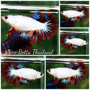 Betta Fish Female Snow Dragon On Fire Rosetial HM