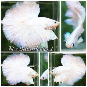 Betta Fish King of The White Dragon Rosetial OHM