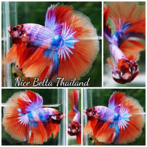 Betta Fish Multicolor Fancy Candy Nemo Rainbow HM