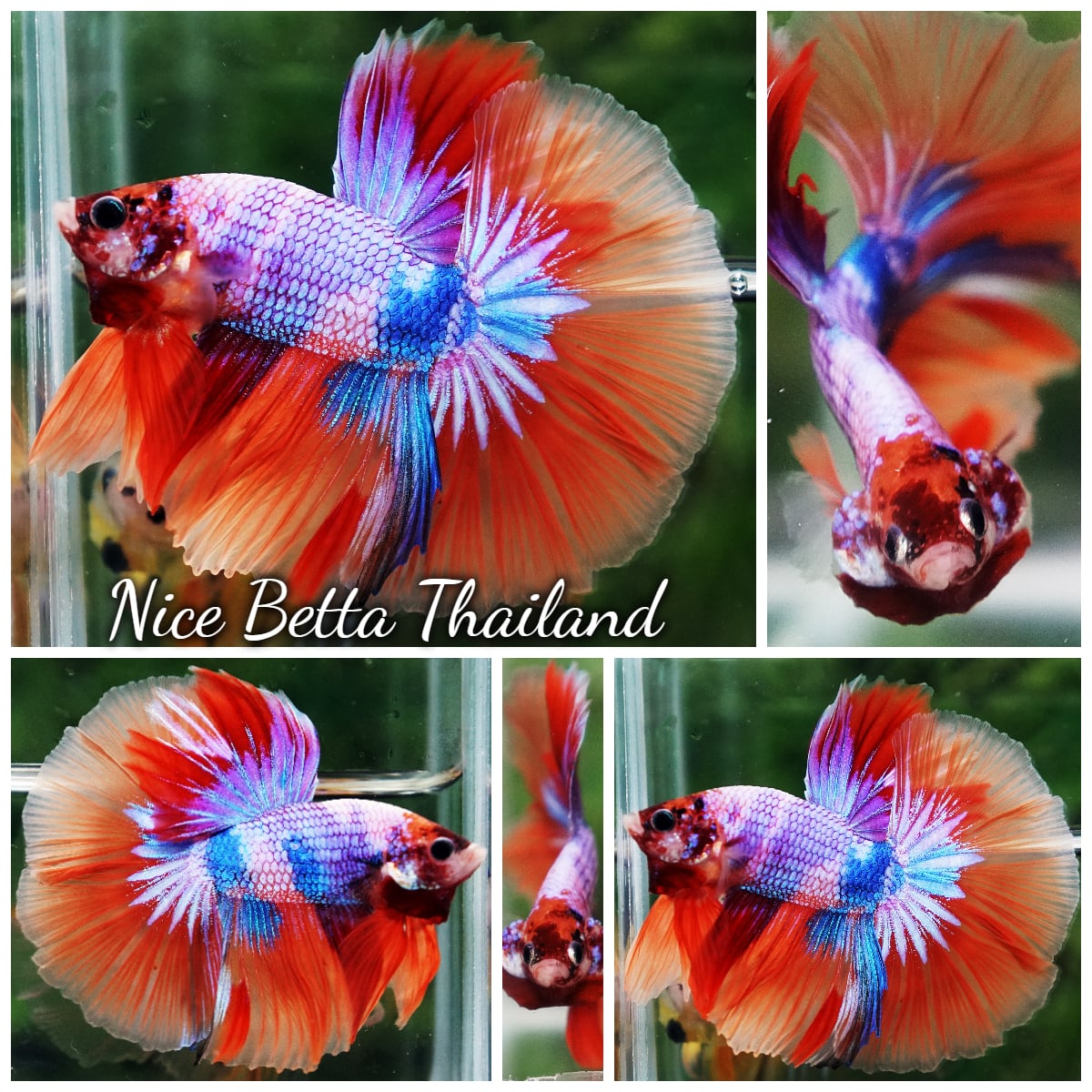 Betta Fish Multicolor Fancy Candy Nemo Rainbow HM