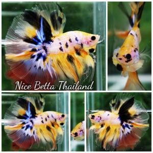 Betta Fish Yellow Tiger Koi Star Sky Hawk OHM