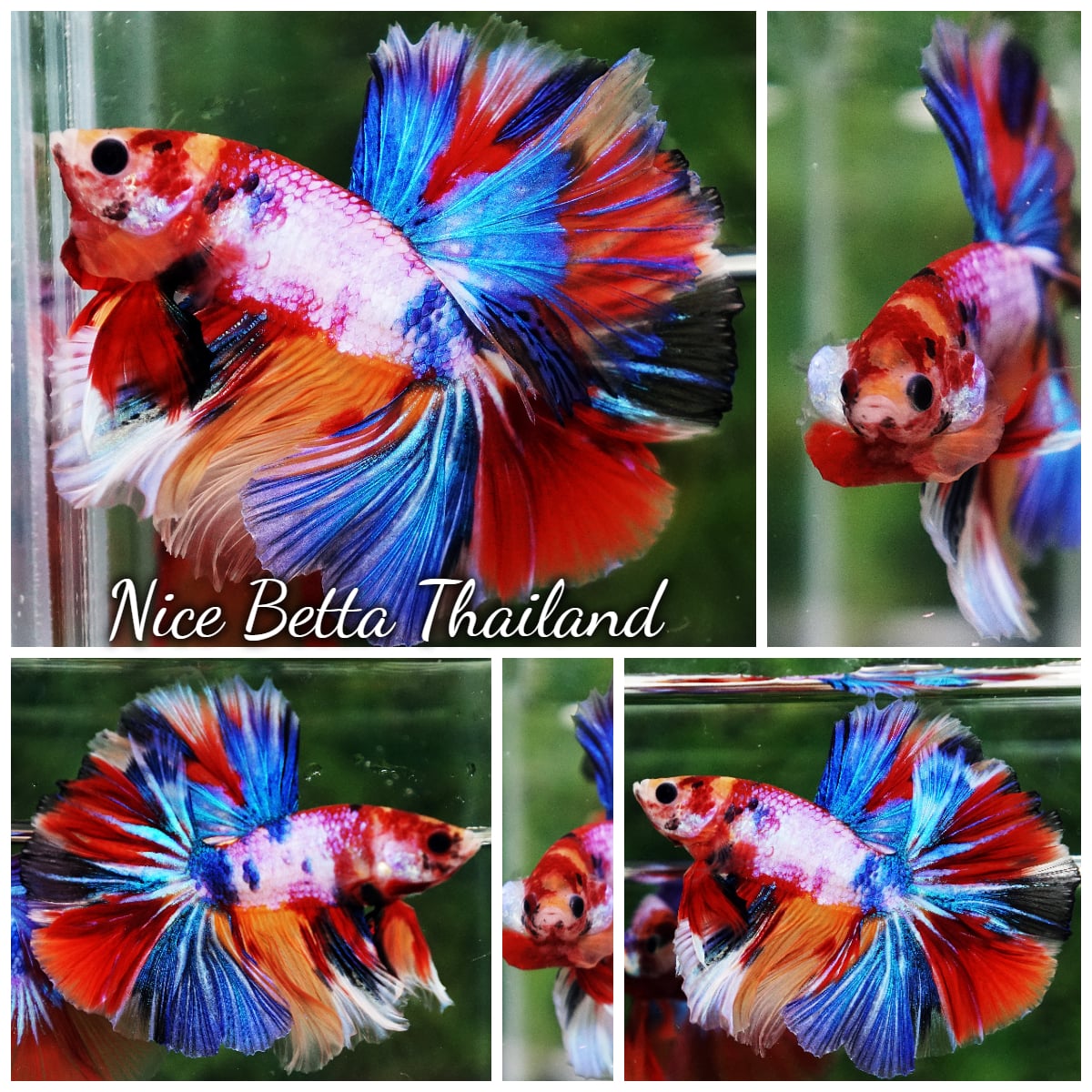 Betta Fish Rainbow Multicolor Candy Nemo OHM