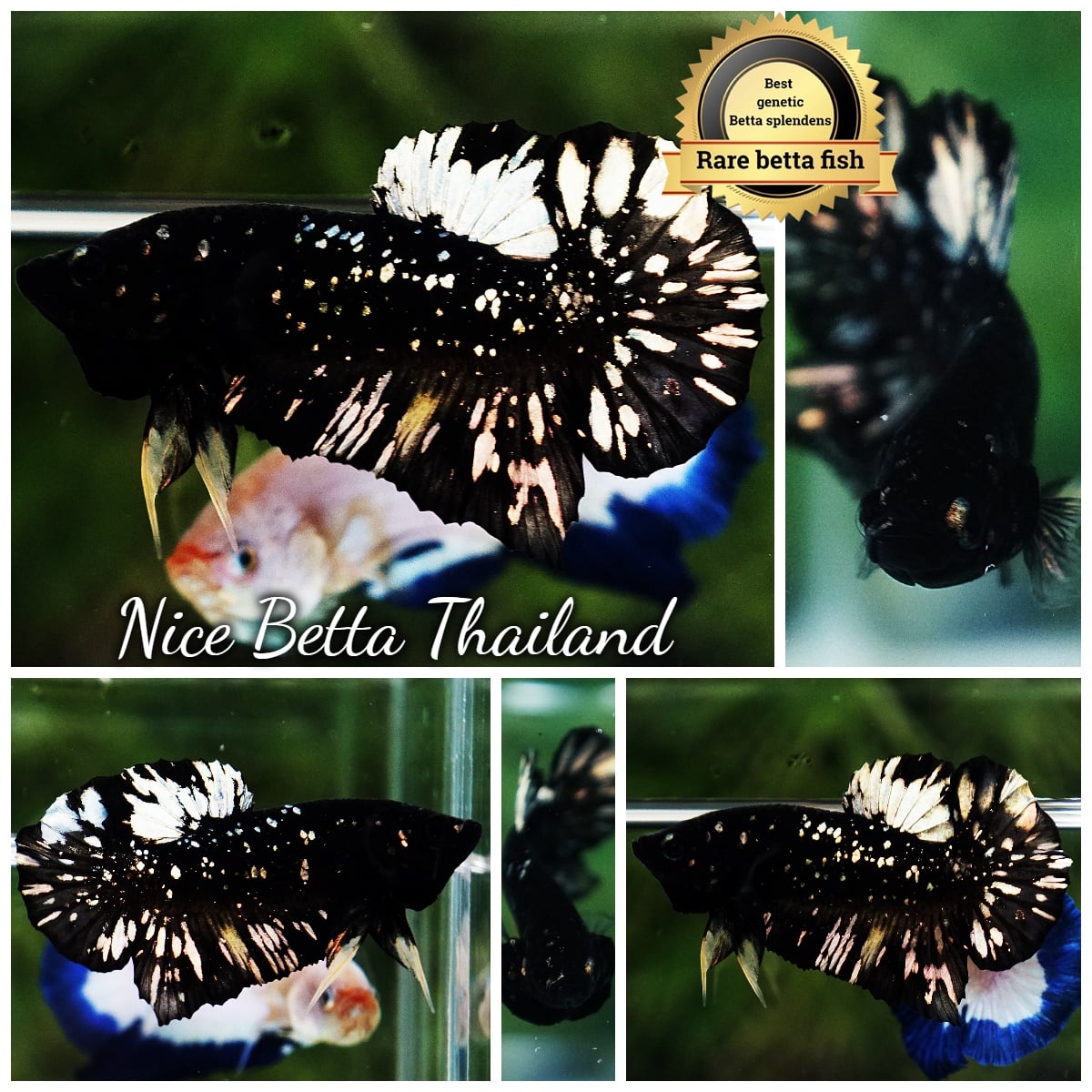 Betta Fish The Dark Gold Nebula Shadow HMPK (Rare)