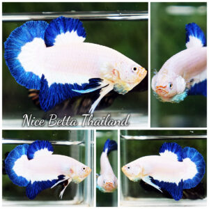 Betta Fish Prince of Blue Rim HMPK