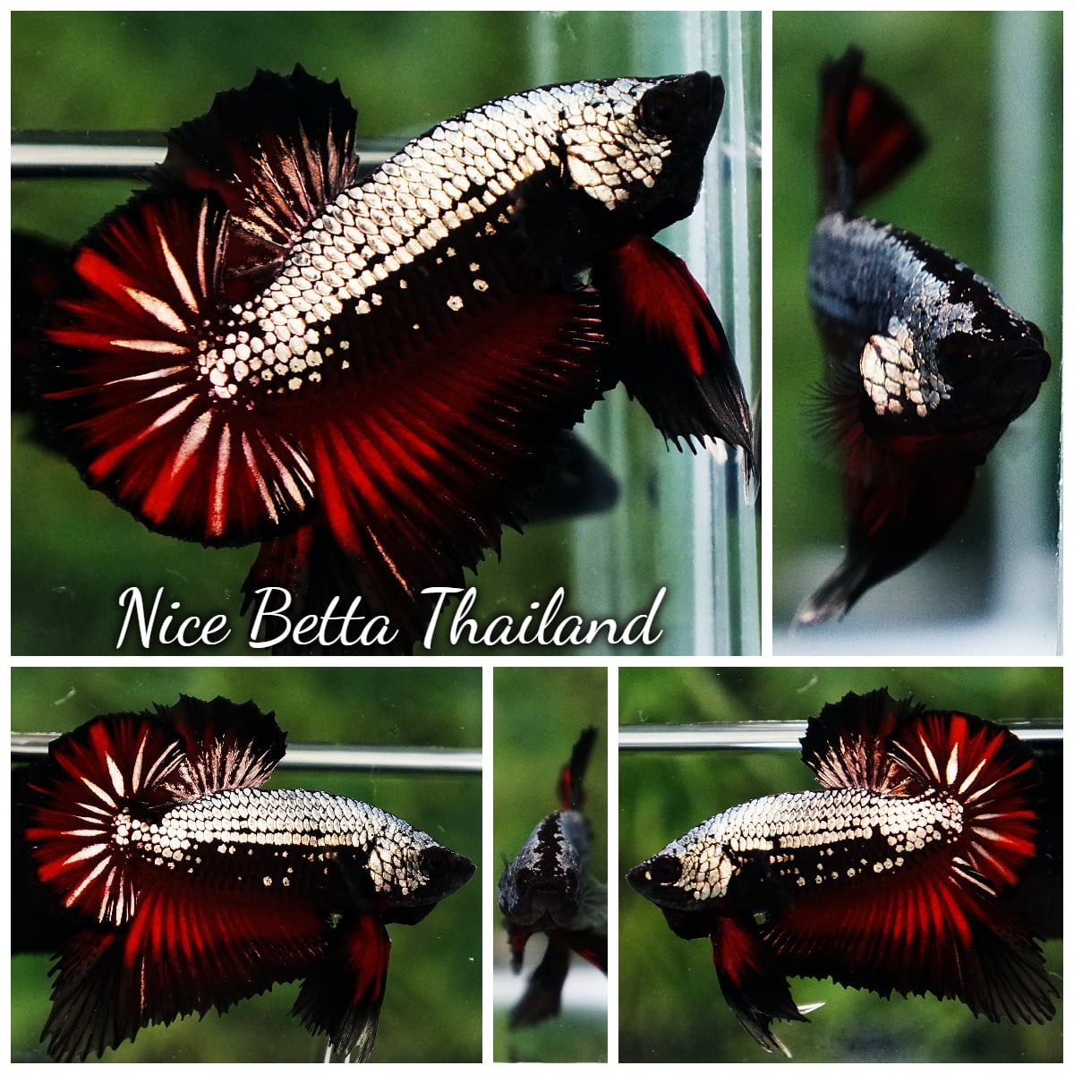 Betta Fish Vampire Copper Dragon Warrior OHMPK