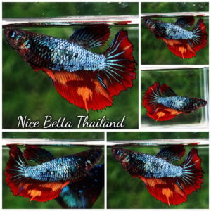 Betta Fish Female Grey Iron Dragon On Fire HM