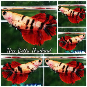 Betta Fish The Tiger Koi HM