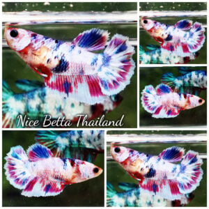 Betta Fish Female Magical Fancy Marble Lavender Series HM
