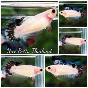 Betta Fish Female Angle Cello Black Tail HM