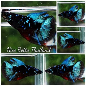 Betta Fish Female Avatar Blue Black Star HM