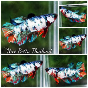 Betta Fish Female Frozen on Fire HM