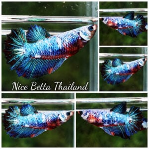 Betta Fish Female Fancy Thunder Dragon HM