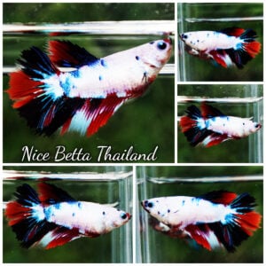Betta Fish Female Fancy Red Dragon HM