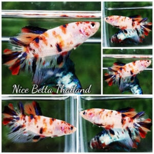 Betta Fish Female Nemo Koi Original Genetic HM