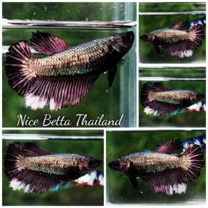 Betta Fish Female Copper Dragon