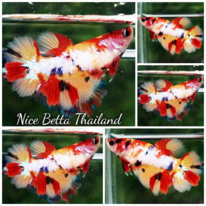 Betta Fish Female Queen of Nemo Galaxy Yellow Base HM