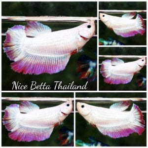 Betta Fish Female Snow Purple Lavender Pony HM