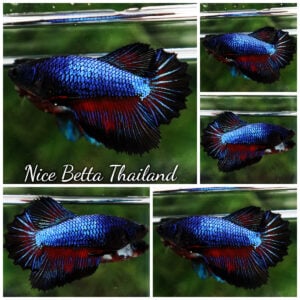 Betta Fish Blue Blood Peacock HM