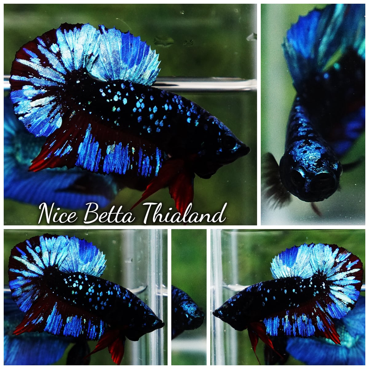 Betta Fish Avatar Blue Black Star Galaxy HMPK