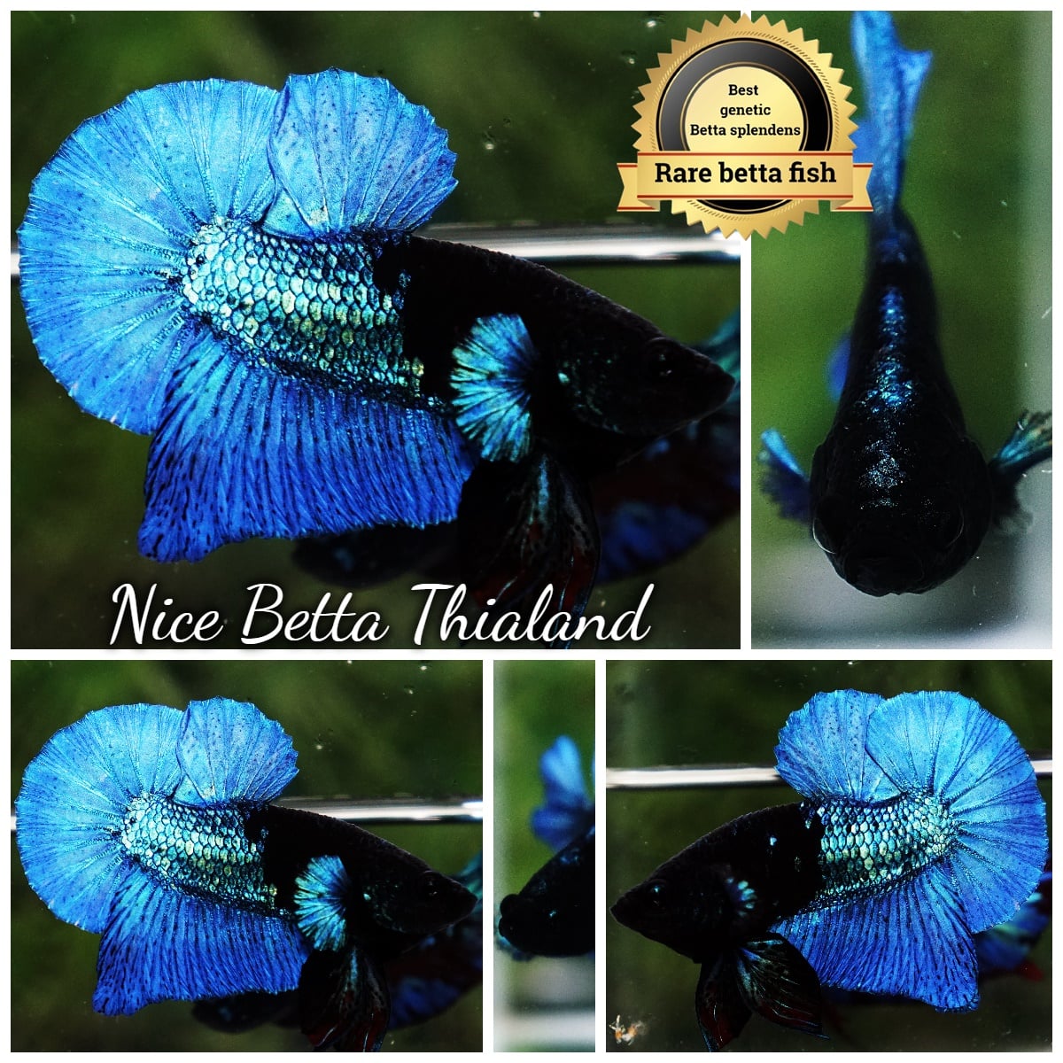 Betta Fish Royal Blue Merman (Ultra Rare)
