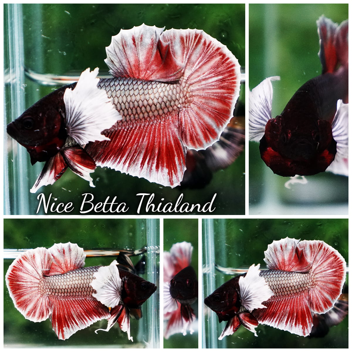 Betta Fish Red Copper Dumbo HMPK