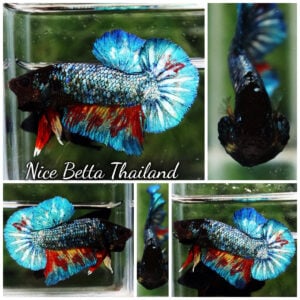 Betta Fish Blue Inferno FireFin HMPK