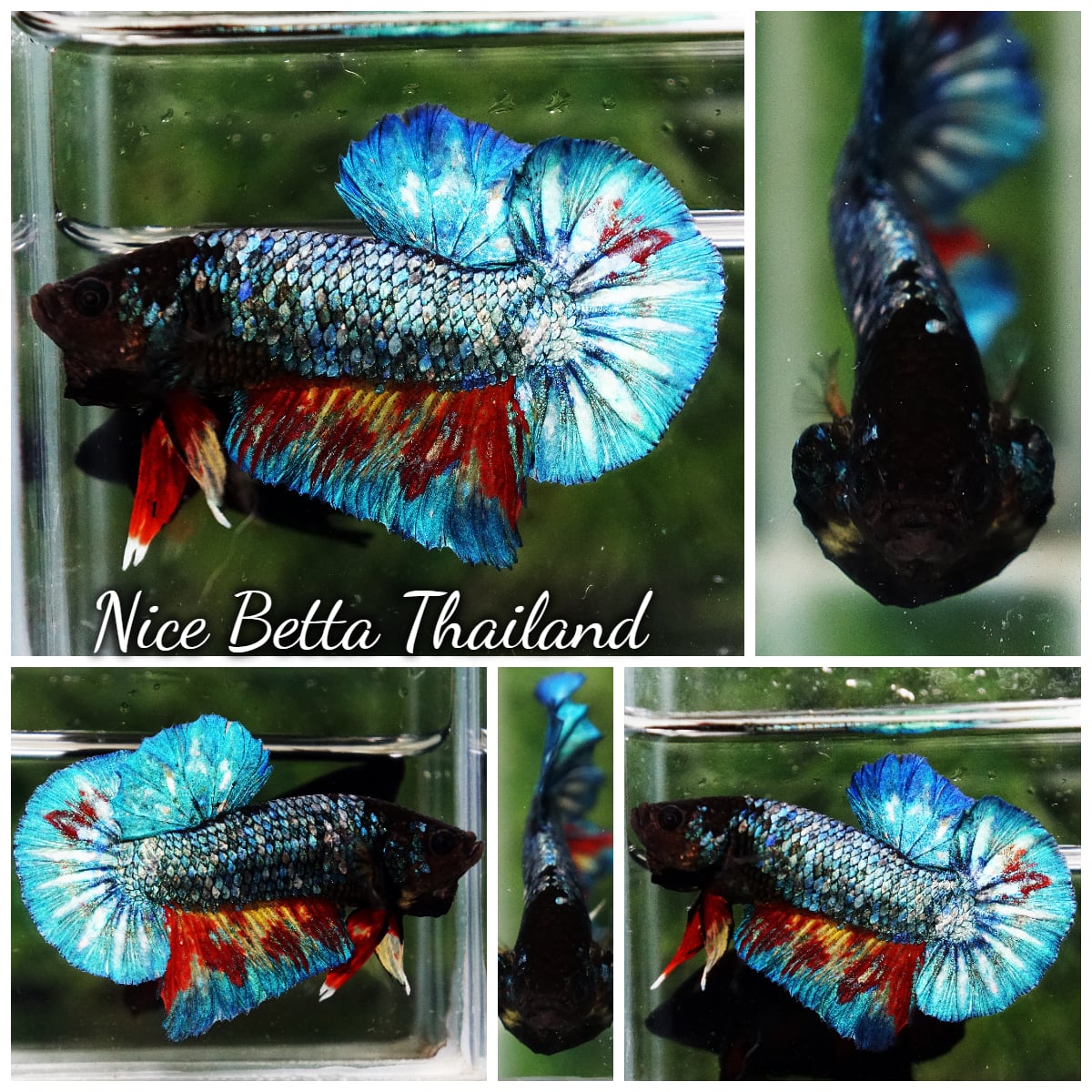 Betta Fish Blue Inferno FireFin HMPK