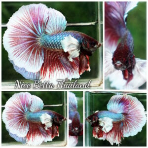 Betta Fish Purple Salamander Dumbo HM