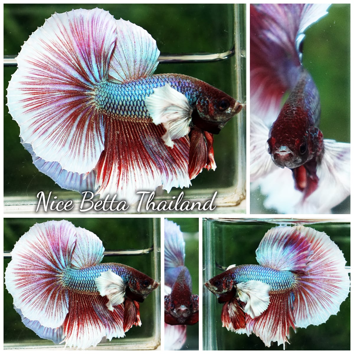 Betta Fish Purple Salamander Dumbo HM