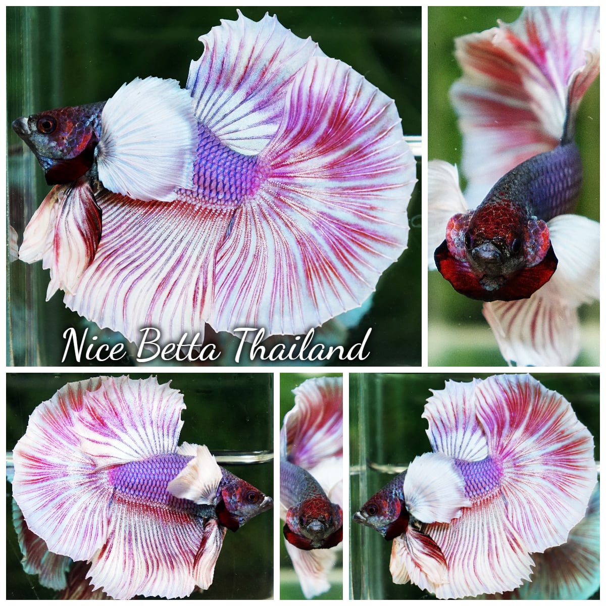 Betta Fish Pink Salamander Dumbo HM