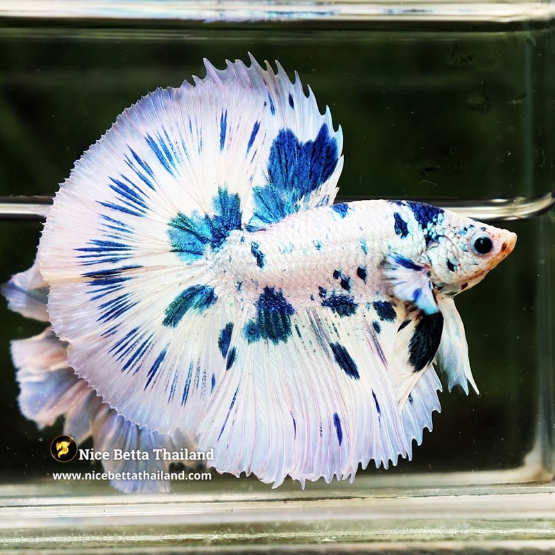 Betta Fish Prince of Blue Dalmatian OHM