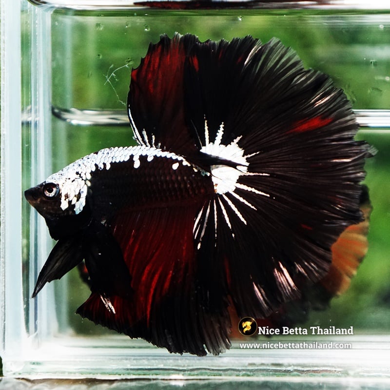 Betta Fish King of Vampire Samurai Silver Armor OHM