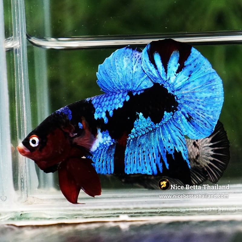 Betta Fish Avatar Blue Black Koi HMPK