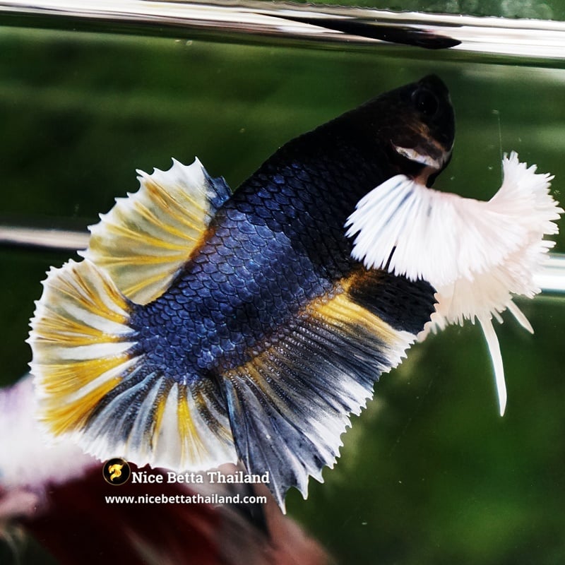 Betta Fish Ivory Thunder Large Dumbo HMPK (Ultra Rare)