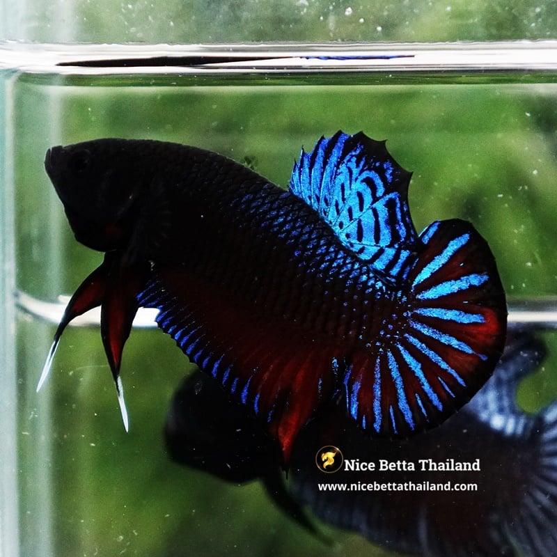 Betta Fighting Spenders Regans Blue