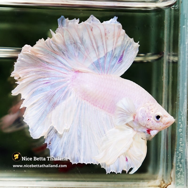 Betta Fish Pastel White Feathertail OHM