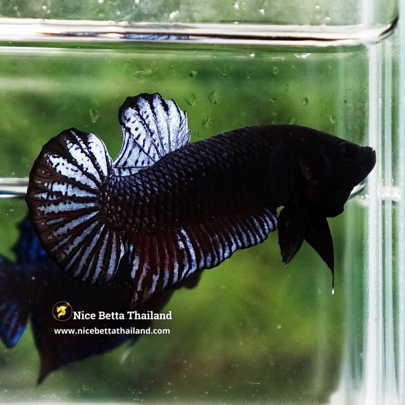 Betta Fish Betta Fighting Spenders Regans Grey