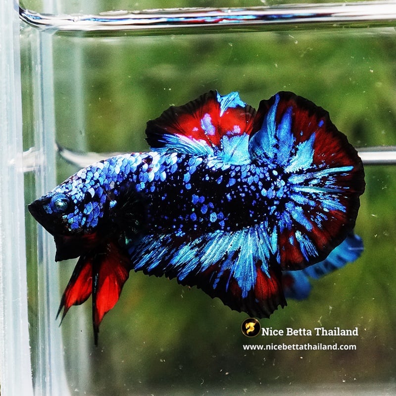 Betta Fish Avatar Vampire Black Star Nebular OHMPK