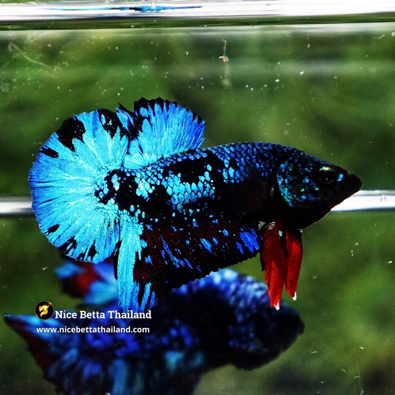 Betta Fish Avatar Blue Black Star Galaxy HMPK