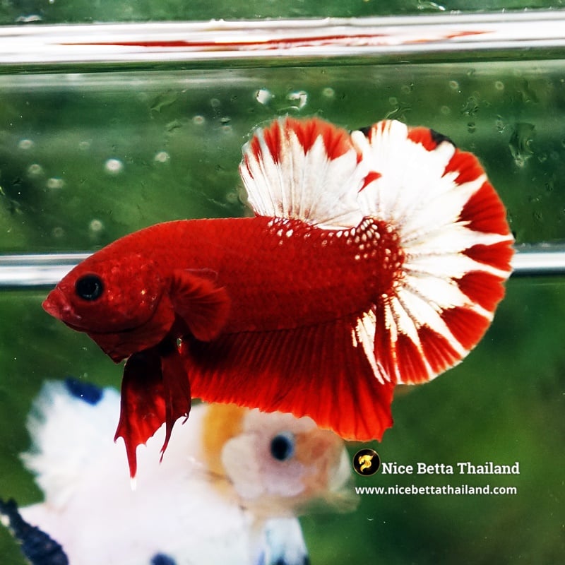 Betta Fish Hell Boy Sparkle Tail HMPK