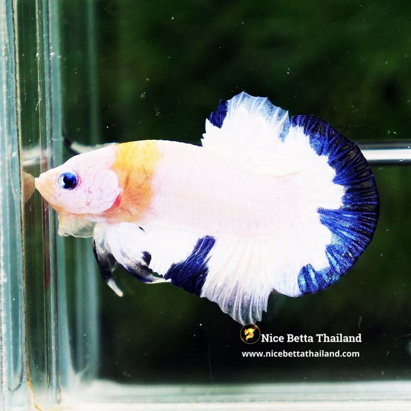 Betta Fish Angle Helmet Blue & Fire Scarf HMPK (Rare)