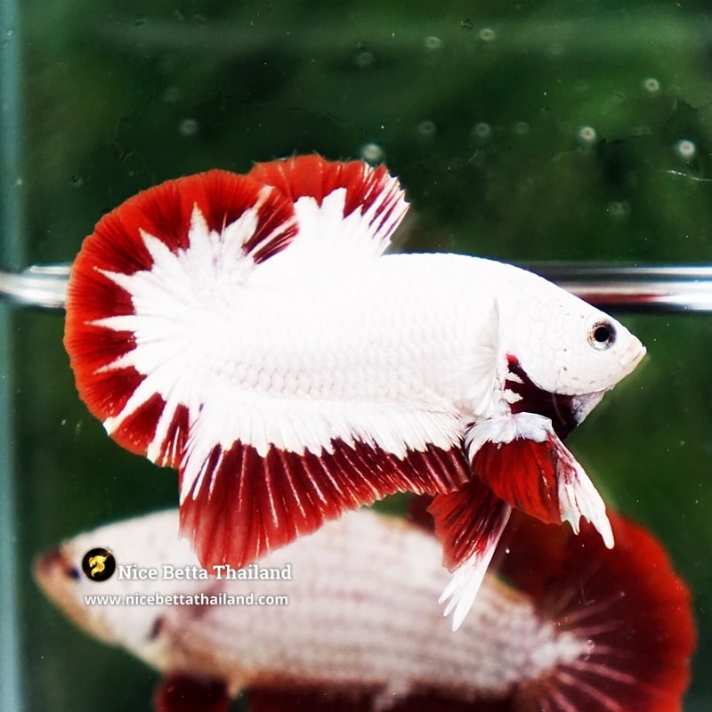 Betta Fish Red Dragon Platinum Butterfly OHMPK