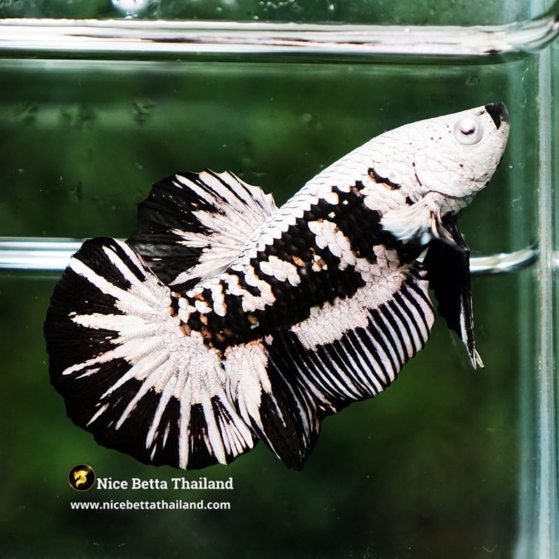 Betta Fish Zombie Black Mouth HMPK