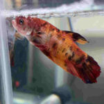 Female-_-KIng-Betta3.jpg