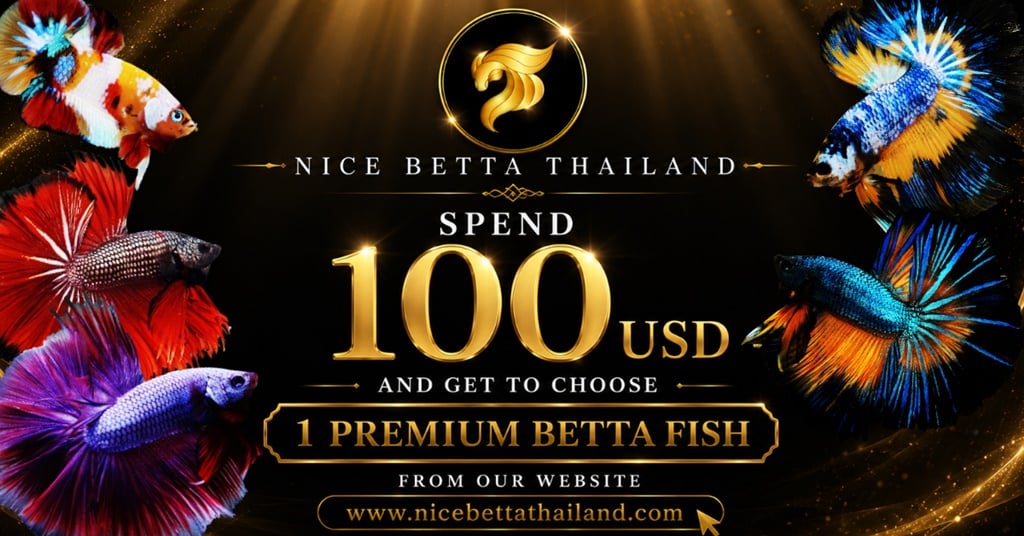 Nice Betta Thialand Promotion