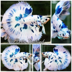 Betta Fish Prince of Blue Dalmatian OHM